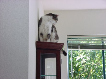 Peanut on the curio